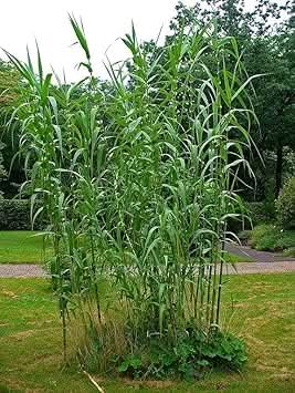 cane reed plant for cultivation and planting heirloom gmo free your home garden Fruit seeds