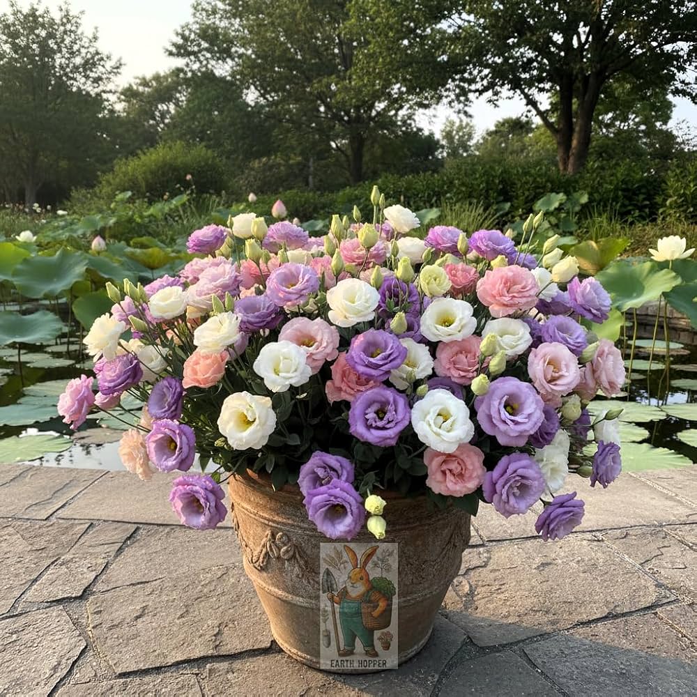 Mixed Lisianthus Flower Seeds – Easy Grow Blossoms for Pots and Backyard Spaces for Colorful - Heirloom, Non GMO, High