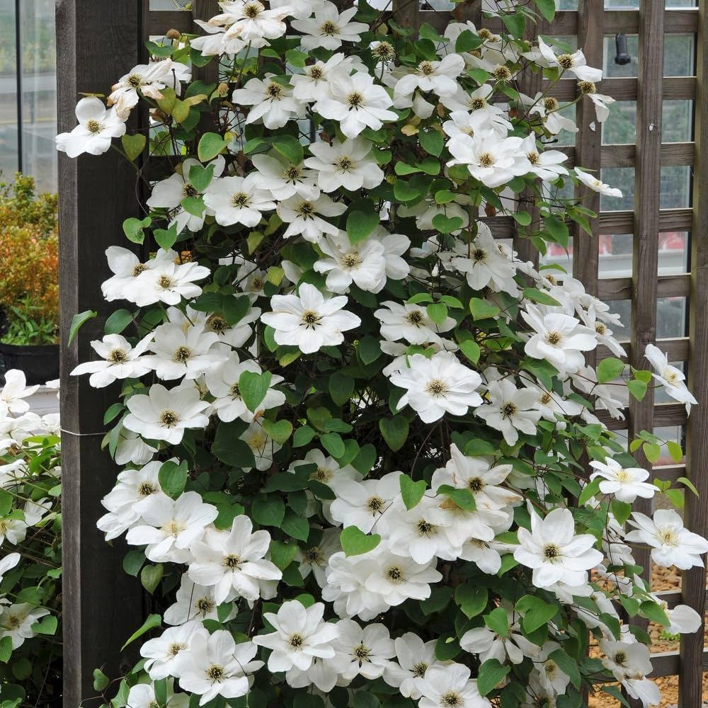 White Clematis Clematis Florida Bulbs