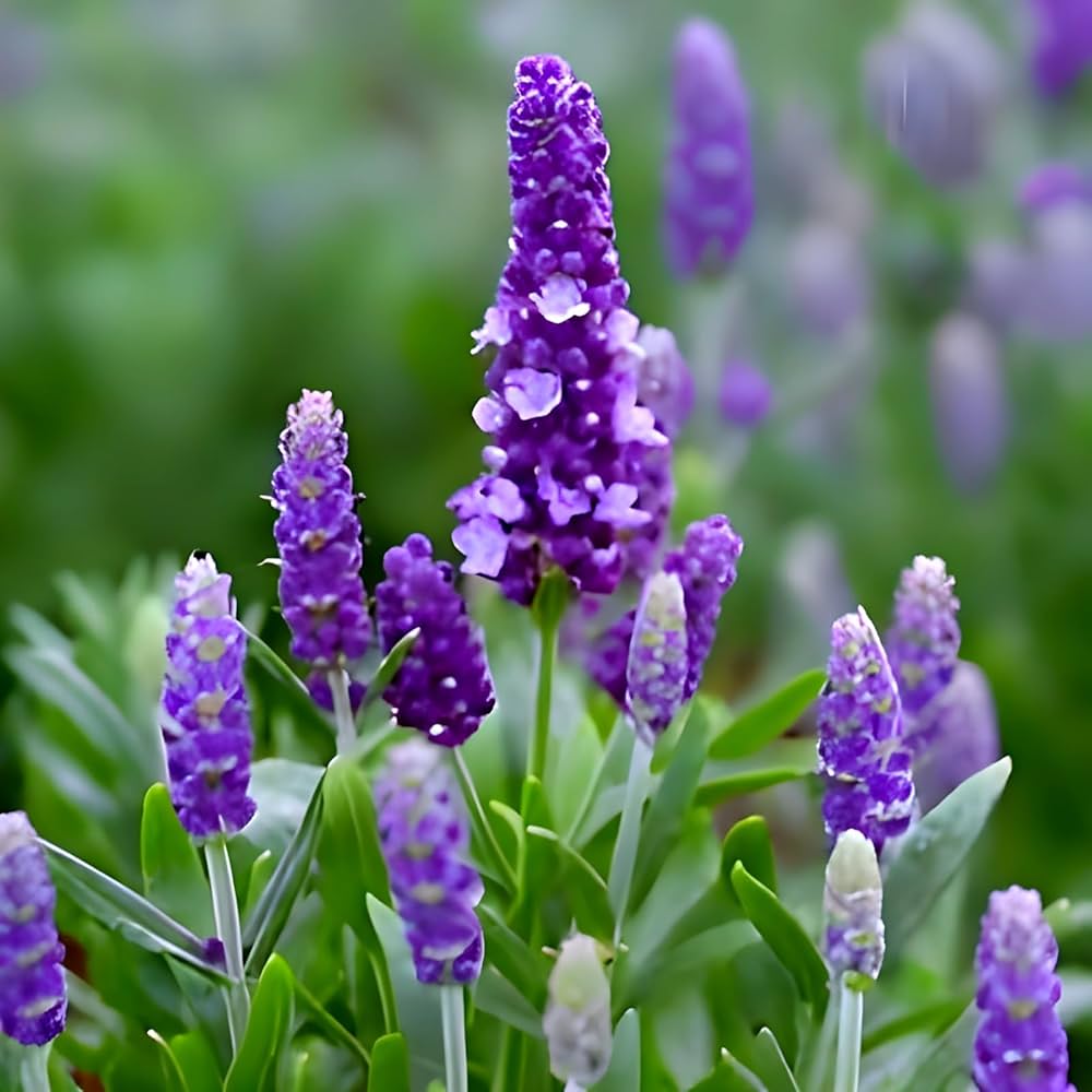 Lavender Flower