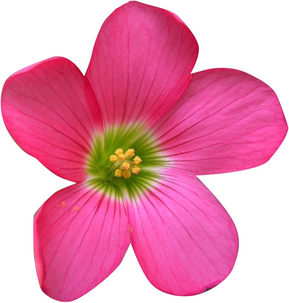 oxalis spp flower Fruit Seeds