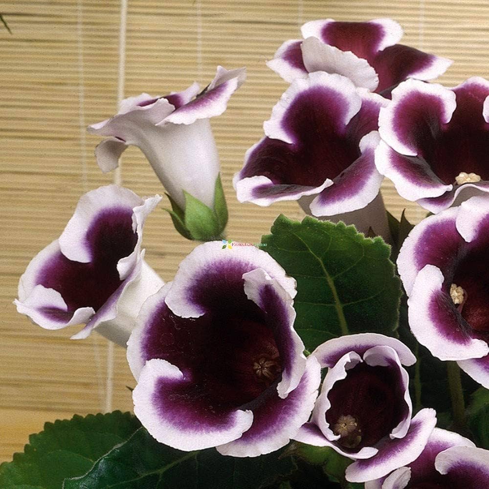 Gloxinia Sinningia Speciosa Potted Plant