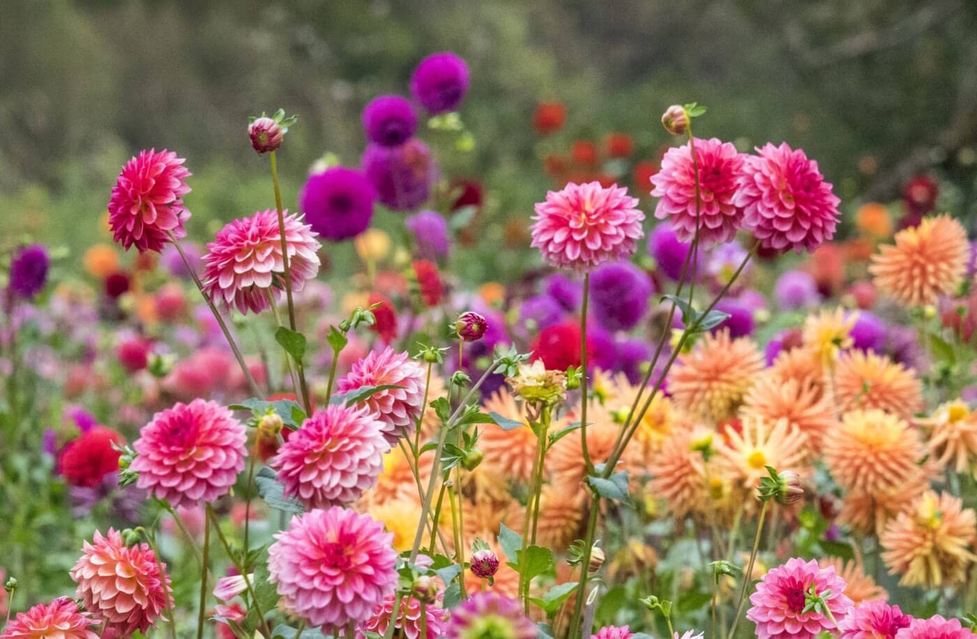 House Garden Mary Flower Mini Dahlia Bonsai Flower Plants Multi Color Growth Italian Import