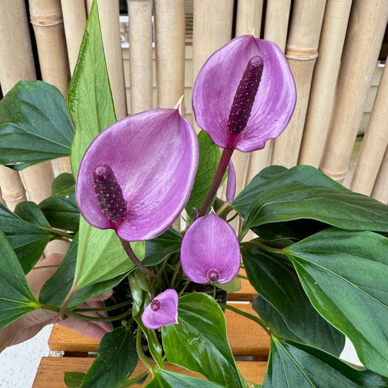 Violet Anthurium Flower Seeds