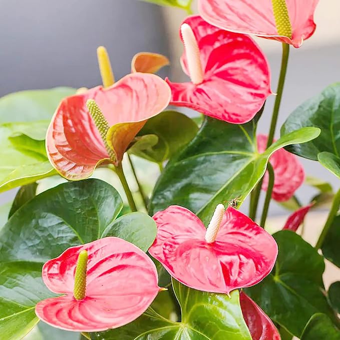 Red Pink White Anthurium Flower Seeds for Planting