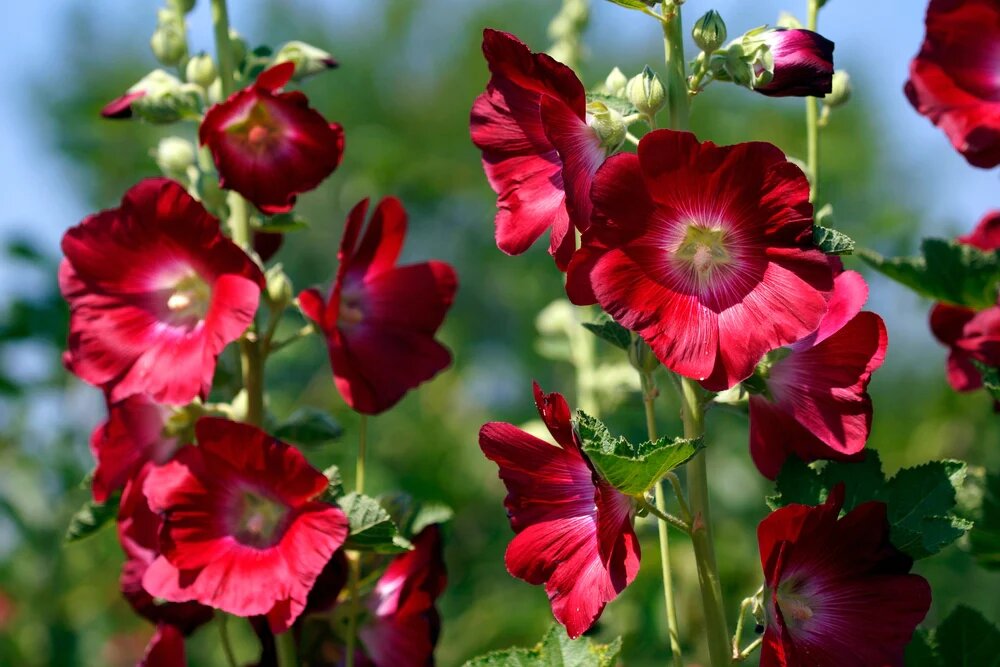 Red Hollyhock Flower Seeds