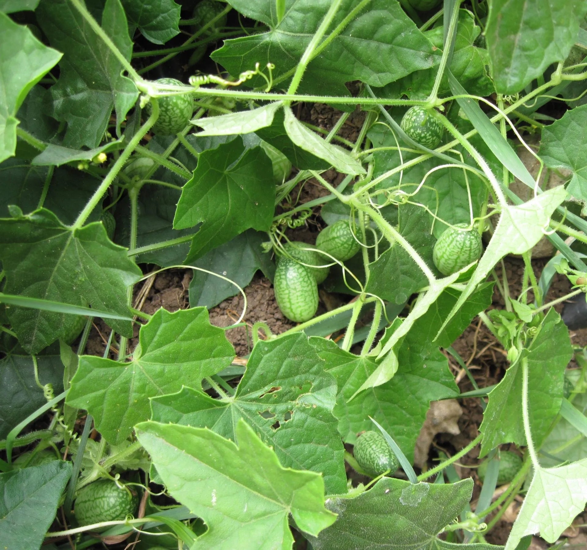 Mini Melon Fruit Small Sweet Varieties Fruit Seeds