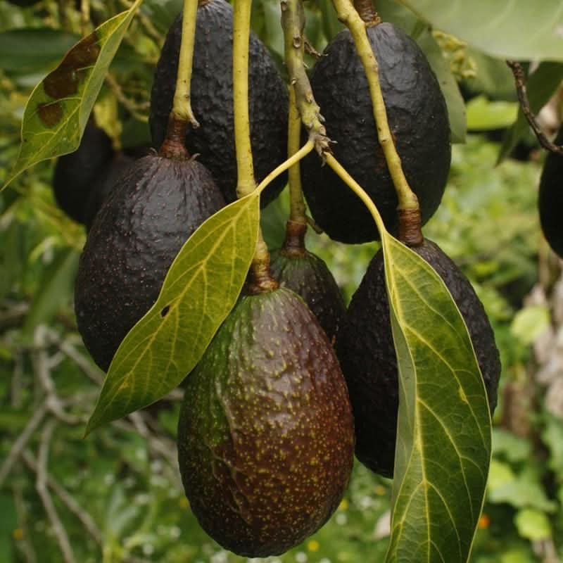 carmen hass avocado fruit for planting Fruit Seeds