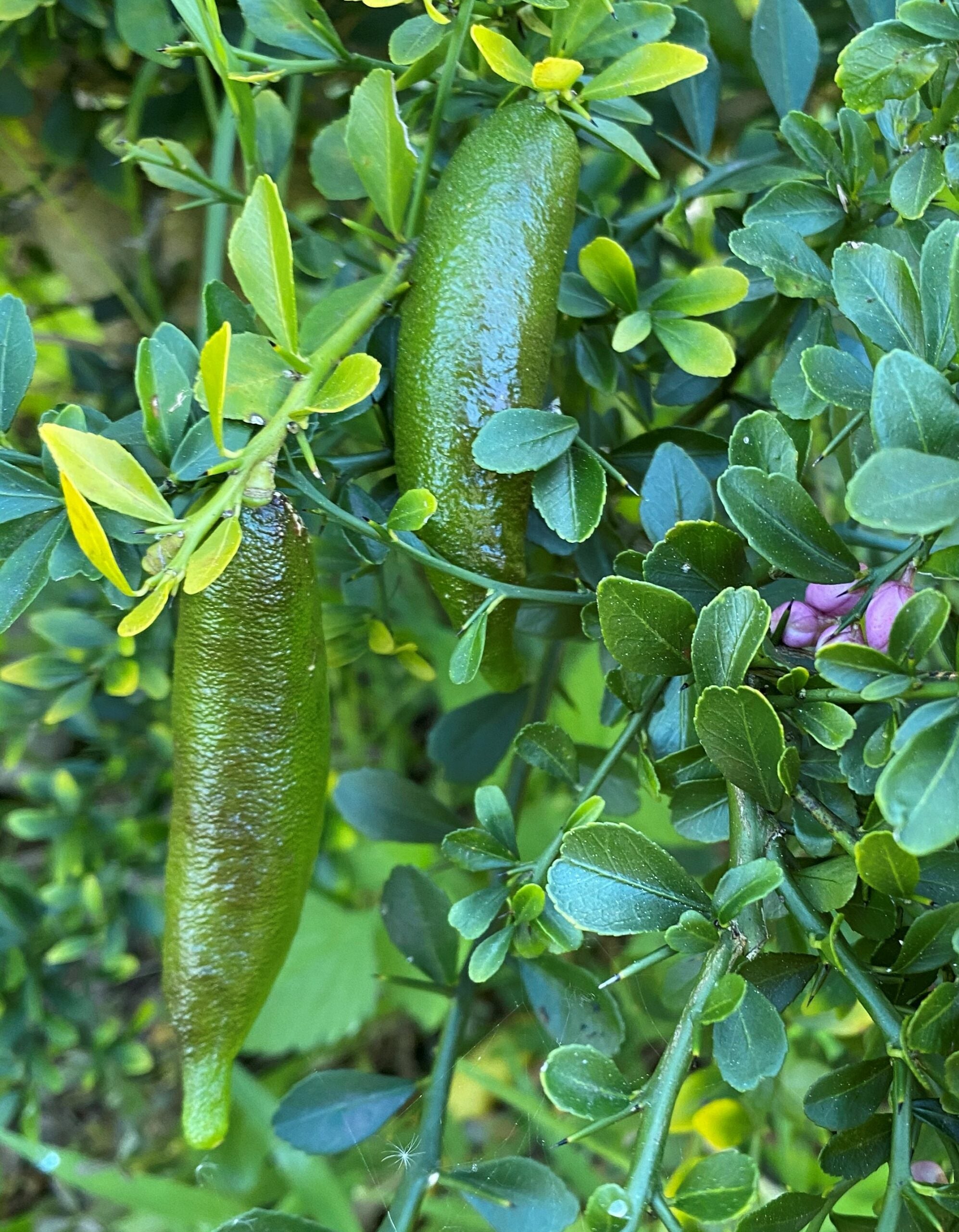 Yellow Gold Finger Lime Fruit Tangy Citrus Trees Fruit Seeds