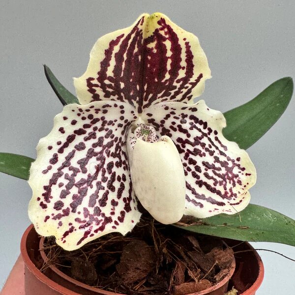 Brown Monkey Face Orchid Flower Seeds