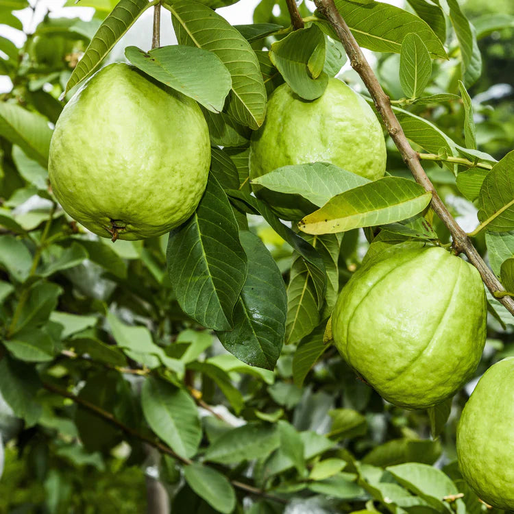 Crystal Guava Indonesia Fruit Collection Sweet Tropical Harvests Gmo Free Fruit Seeds
