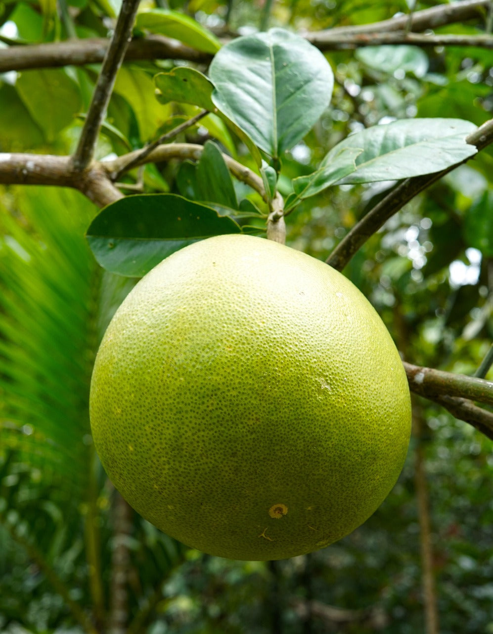 Valentine Pomelo Cultivate The Giant Fruit Seeds