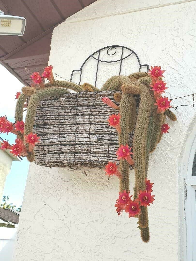 Hildewintera Flower Seeds