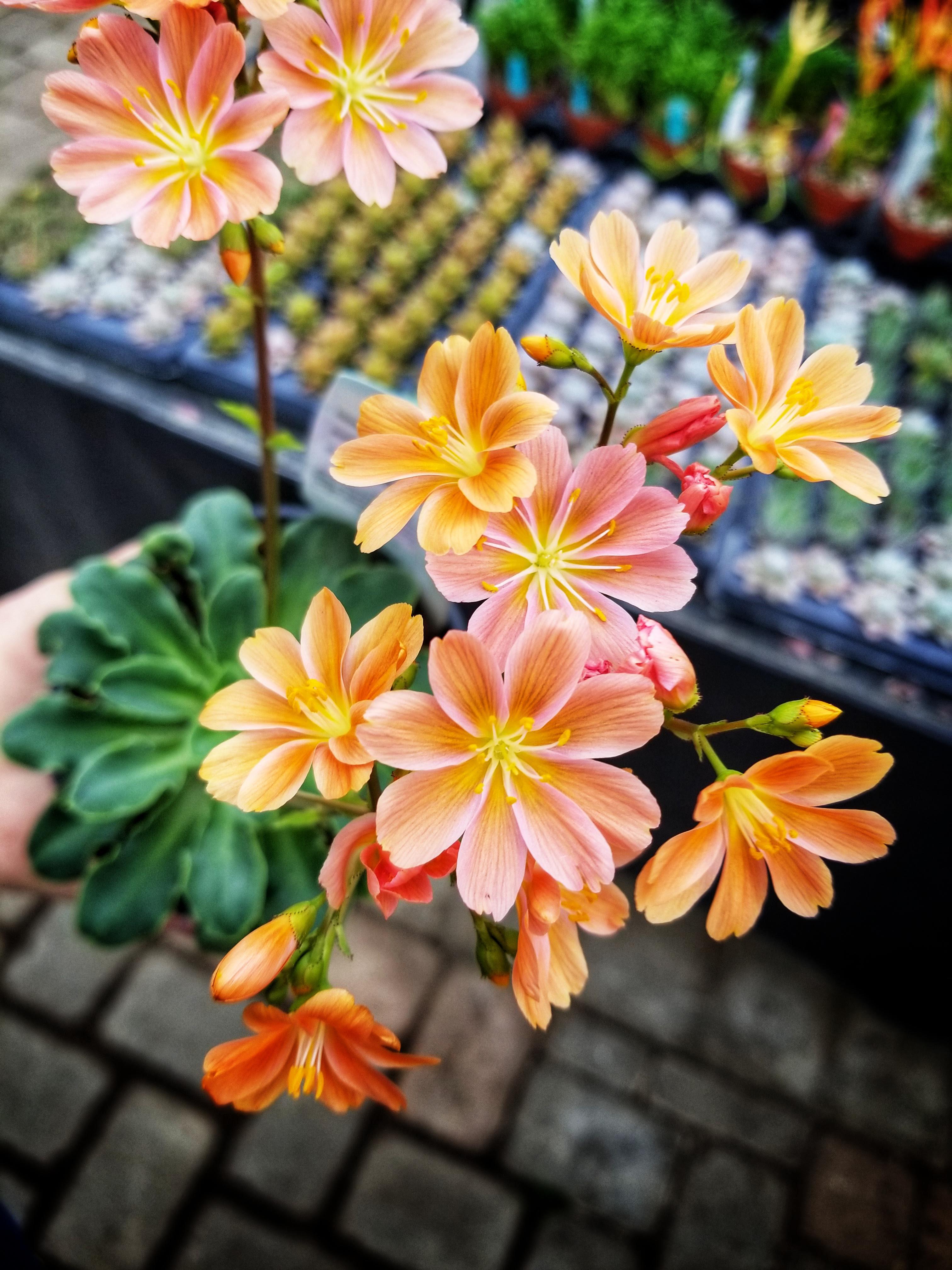 Lewisia Flower Seeds Heirloom Non GMO High Germination Organic Garden Seeds for Colorful Landscape - Heirloom Non GMO