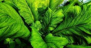 Mustard Plant Seeds Green herb seeds - home gardening, heirloom garden seeds