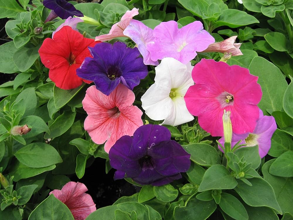 Petunia Flower Petunia Spp