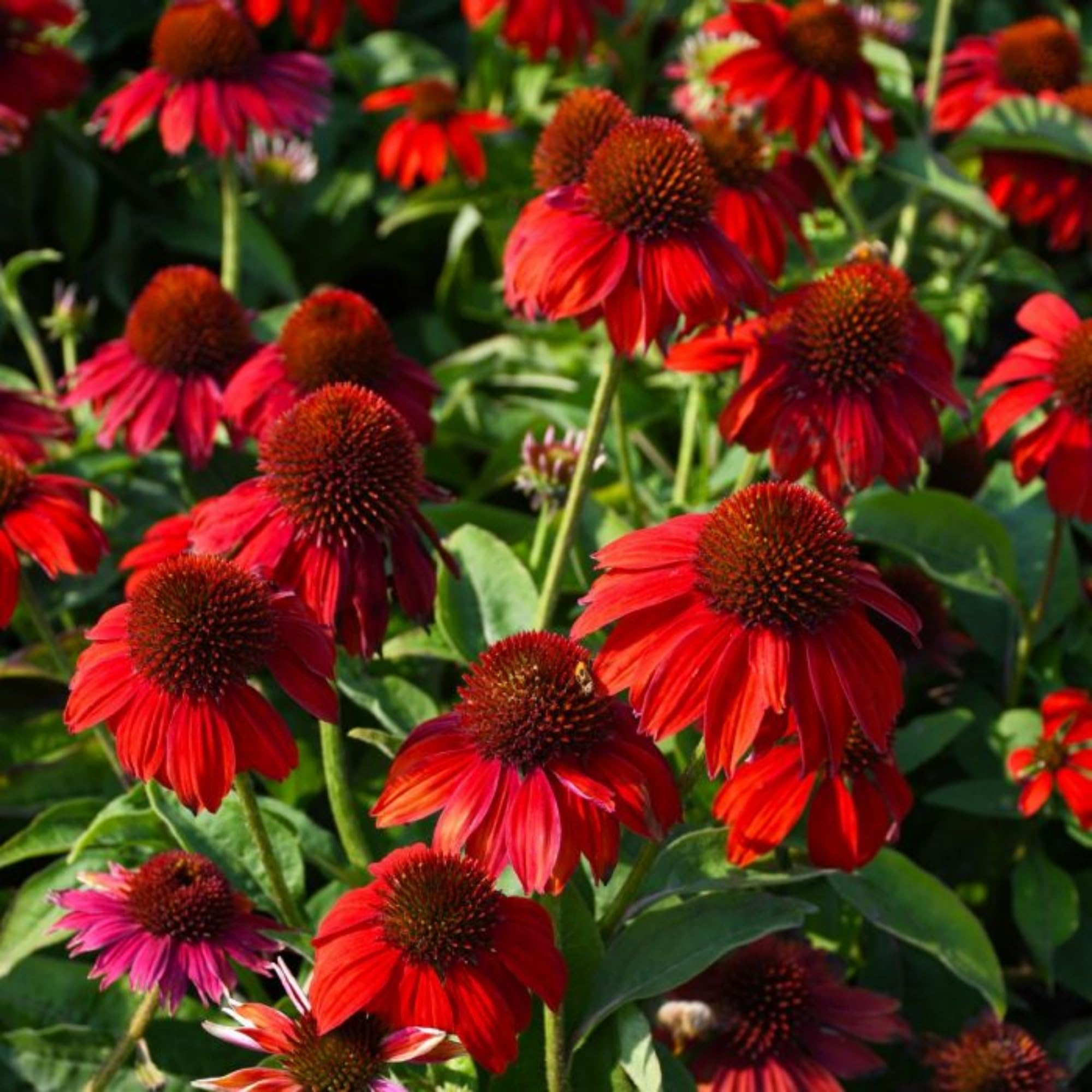 Purple Heirloom Roter Rubin Echinacea Perennial Sonnenhut Beautiful Long Lasting Blooms Flower