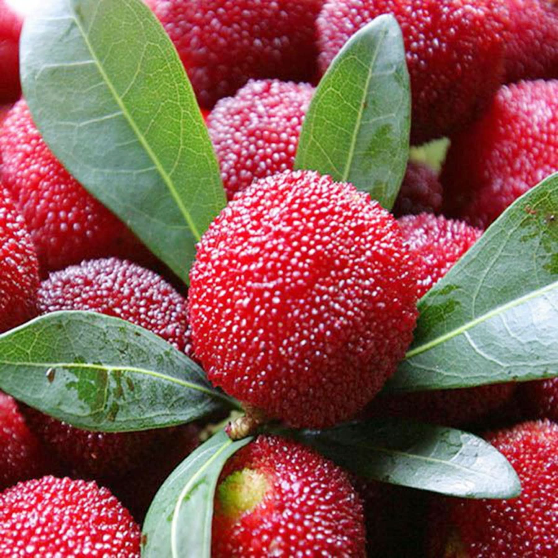 Rubra Fruit For Tropical Gardens Rare Fruits For Home Planting Premium Fruit Seeds
