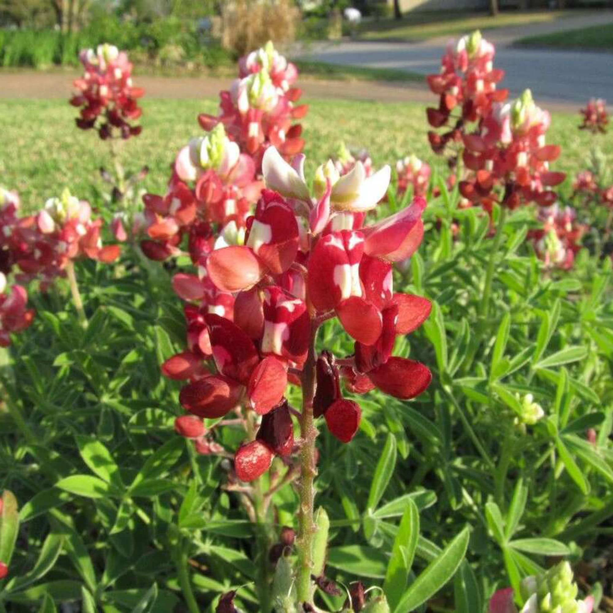 Red Texas Bluebonnet Flower