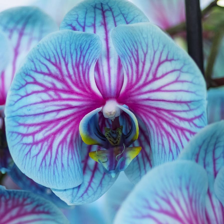 Orchid Bonsai And Garden Flower