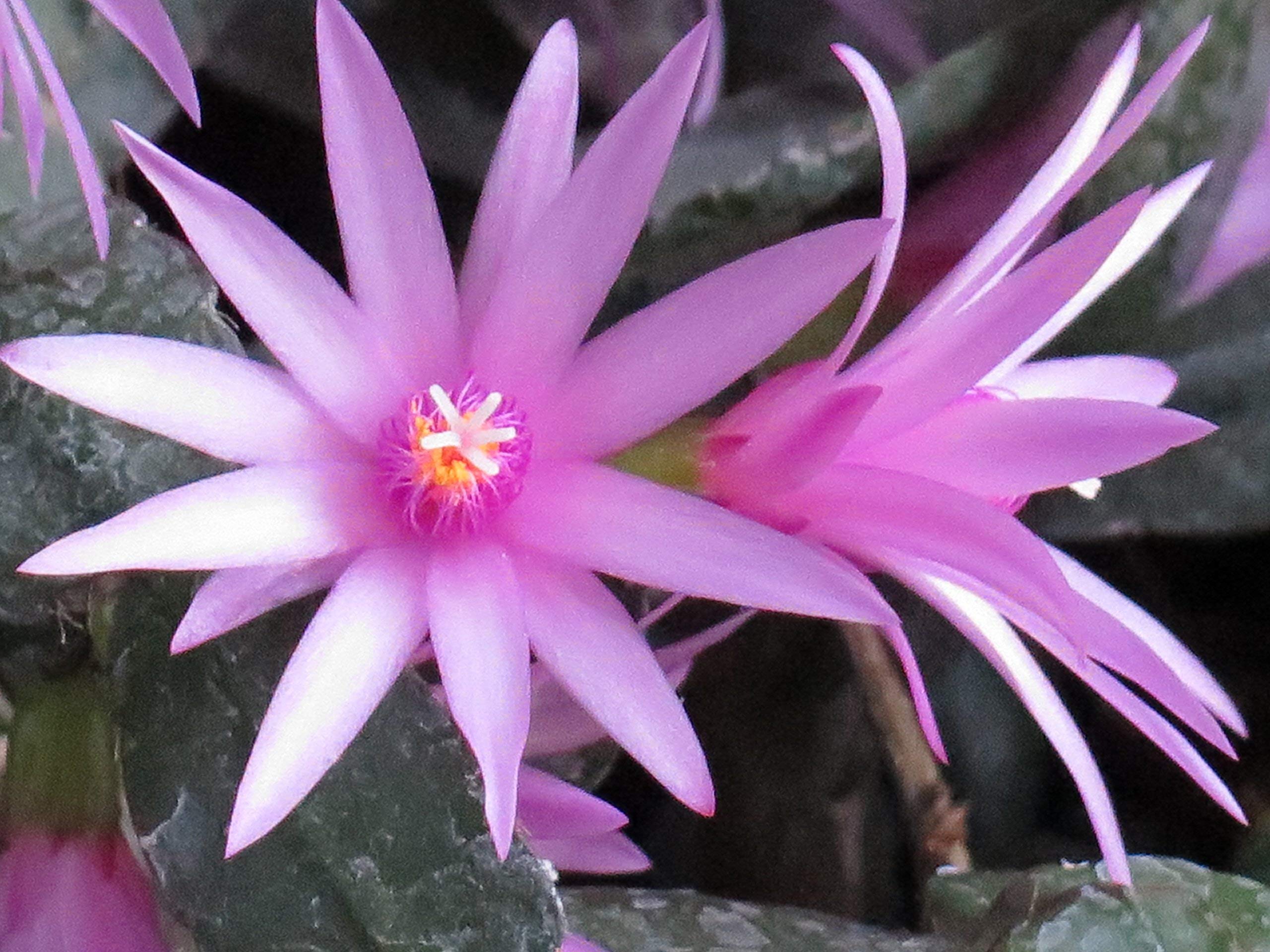 Pink Hatiora Rosea Rose Easter Cactus Stunning Flowers Rare Rare Cactus Gardens Flower Seeds