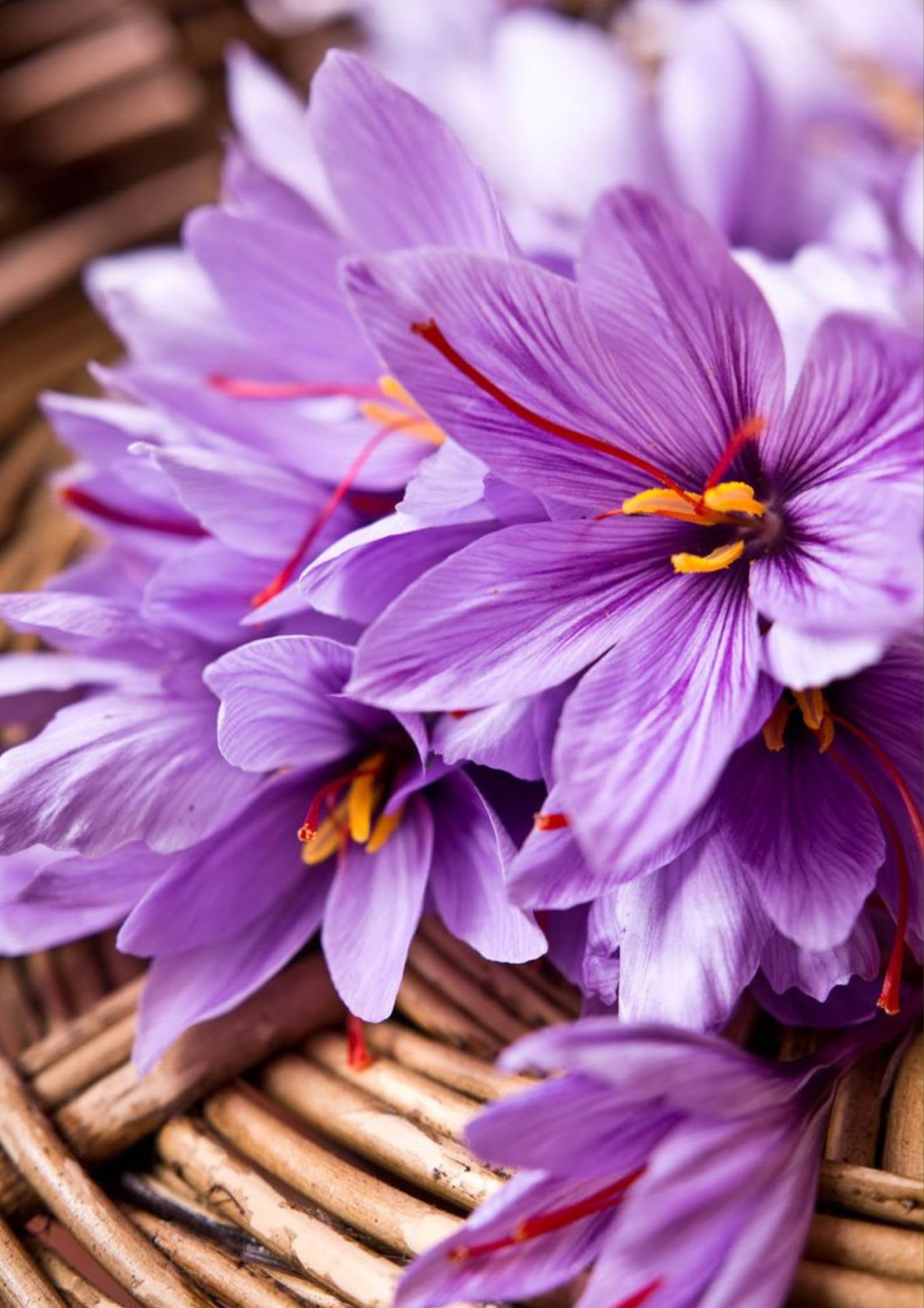 Hellgelb Saffron Pot Plant Diy Home Garden Flowers And Bonsai Flower Seeds