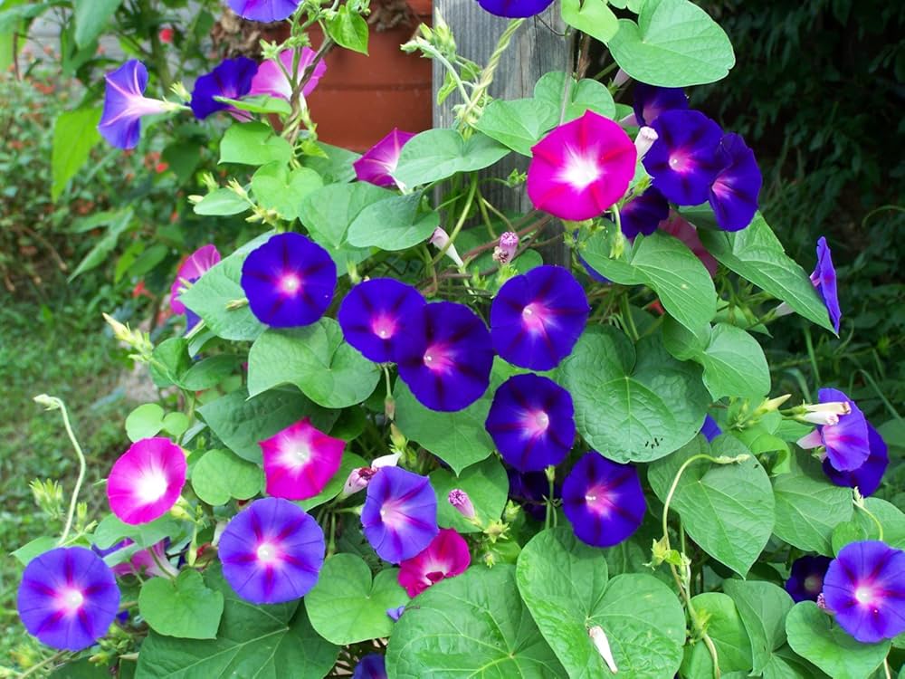 High Quality Italian Morning Glory Big Petunia Diy Rare Flower Air Purification Flower Seeds
