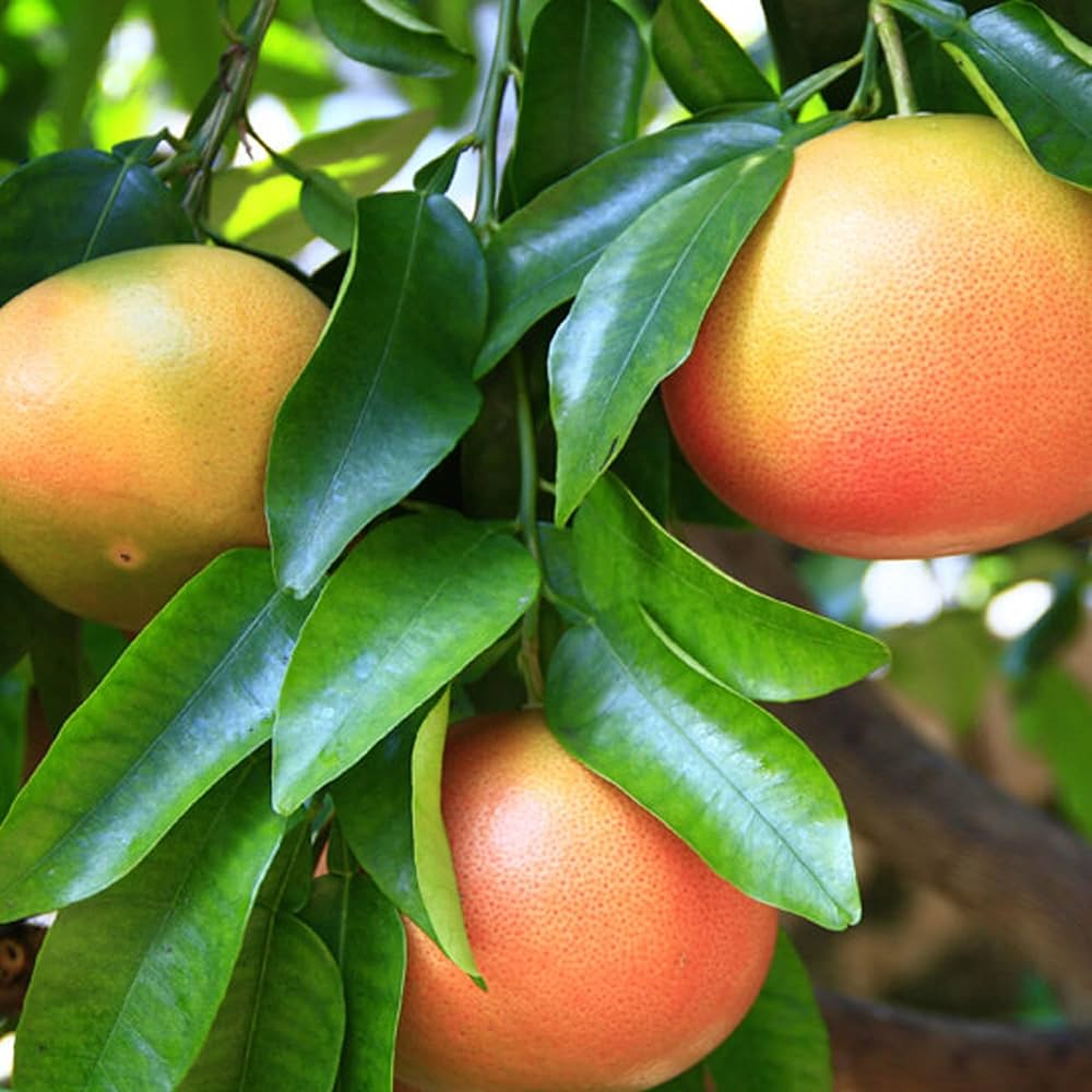 grapefruit citrus paradisi fruit Seeds