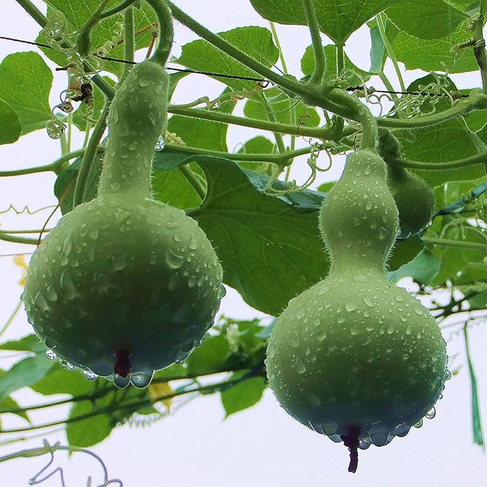 Bottle Gourd Fruit Lagenaria Siceraria