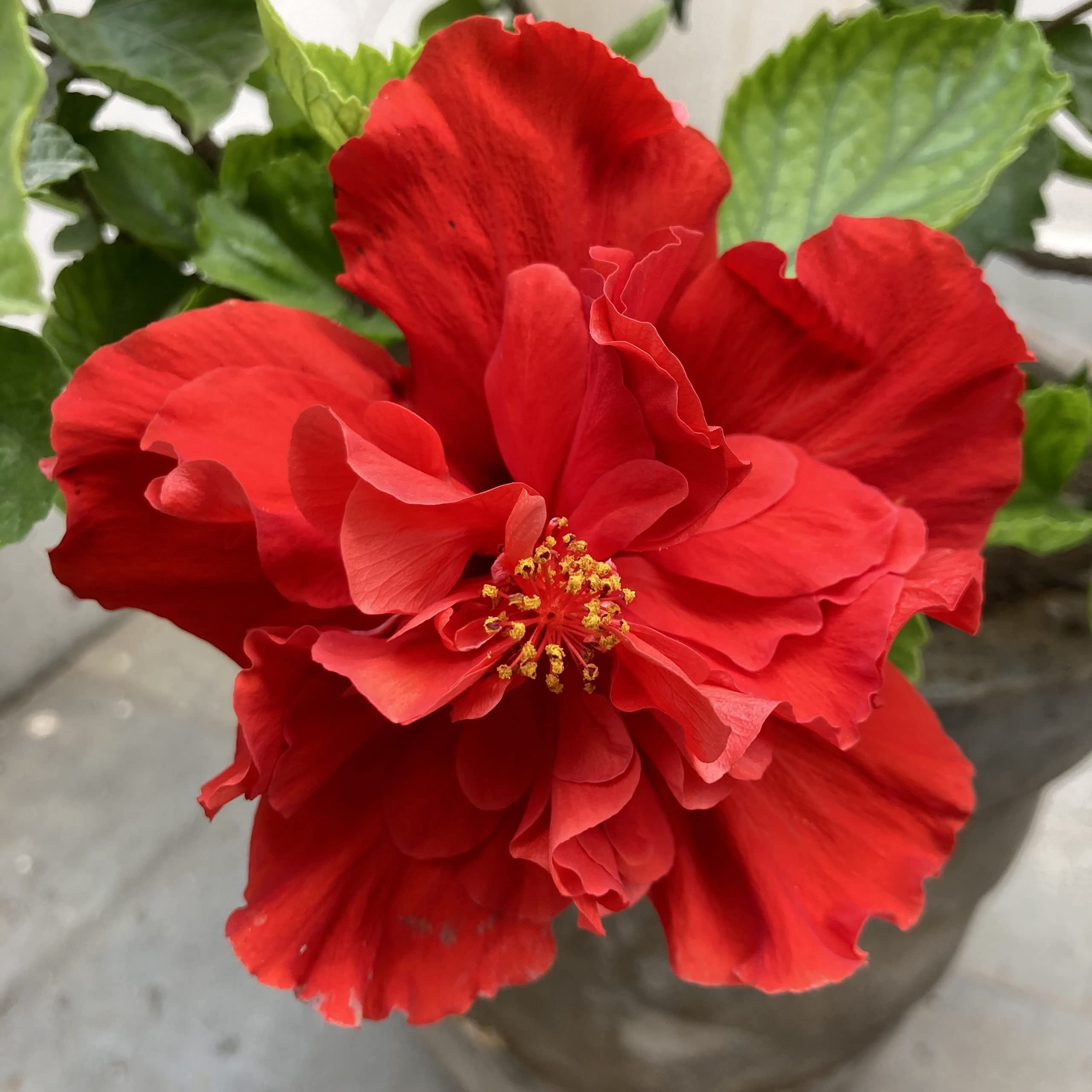 Red Double Hibiscus Flower Seeds