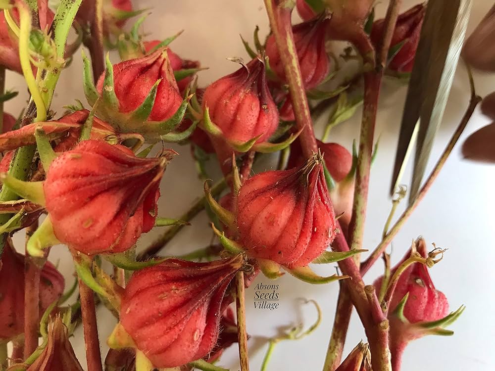 Roselle Hibiscus