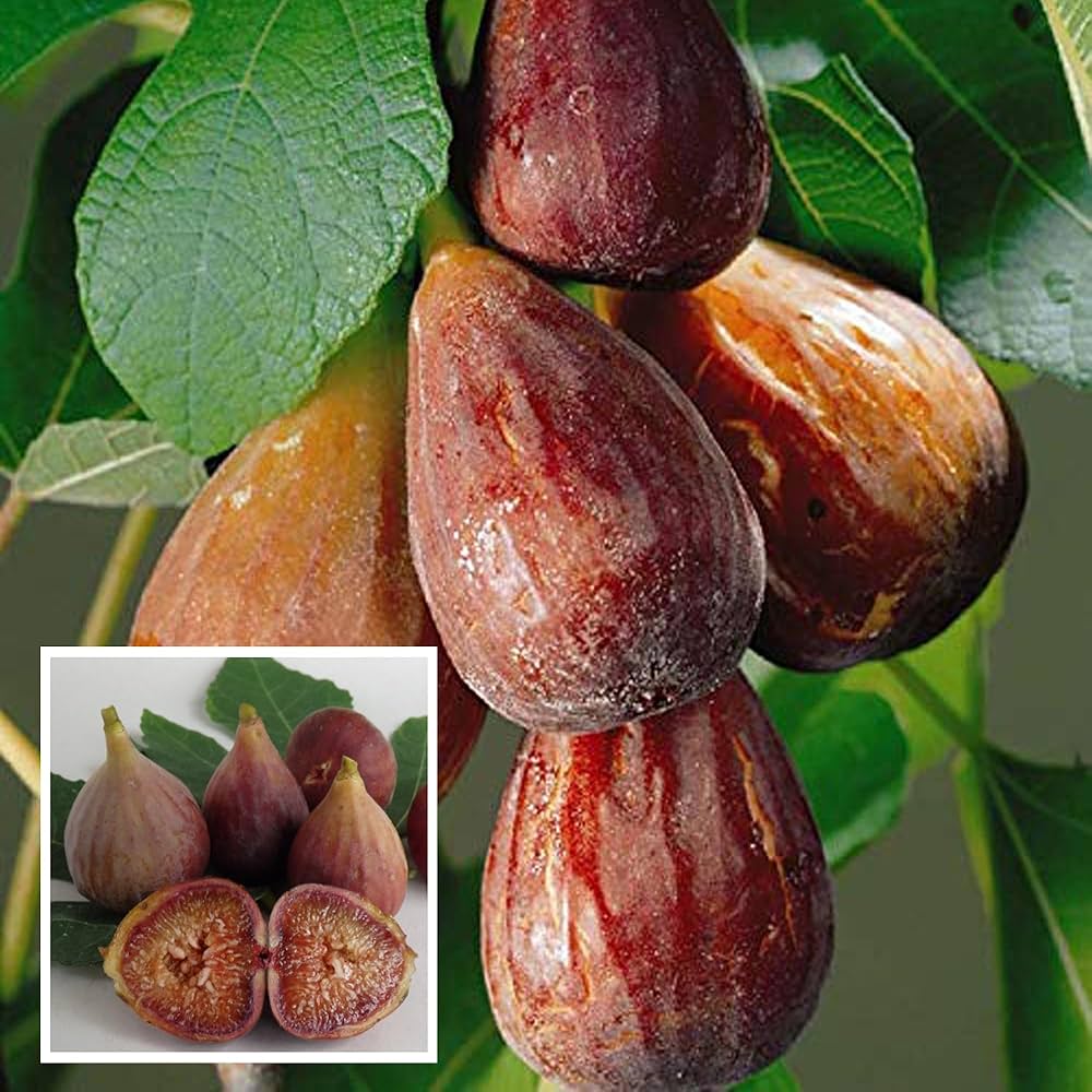 brown turkey fig tree ficus carica edible