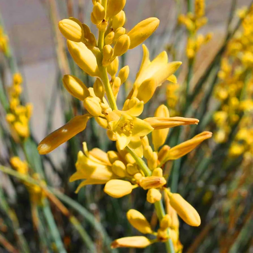 Yellow Yucca Plant Beautification Edible Fruit Fruit Seeds
