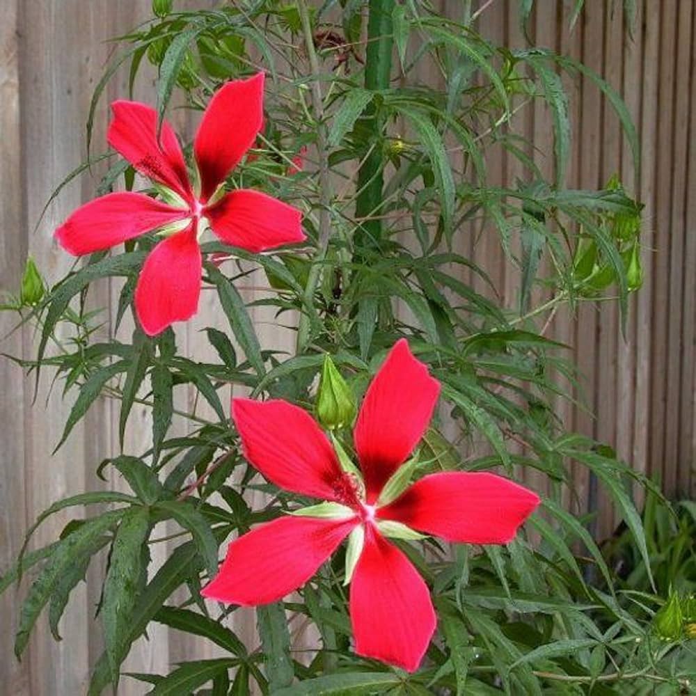 Red Red Hibiscus Coccineus Star Tropical Hibiscus Flowers With Blooms Flower Seeds