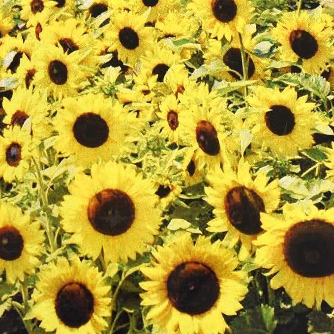 Suttons Sunflower