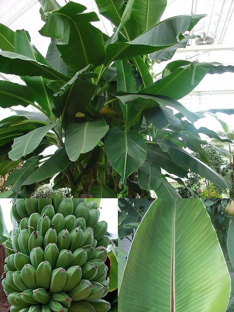 darjeeling banana musa acuminata tropical gardens edible