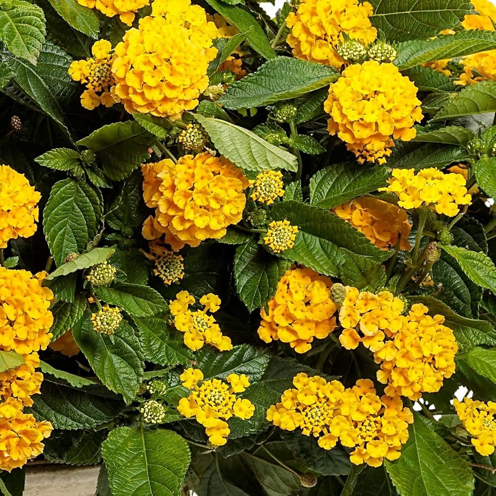 Yellow Lantana Flower Seeds