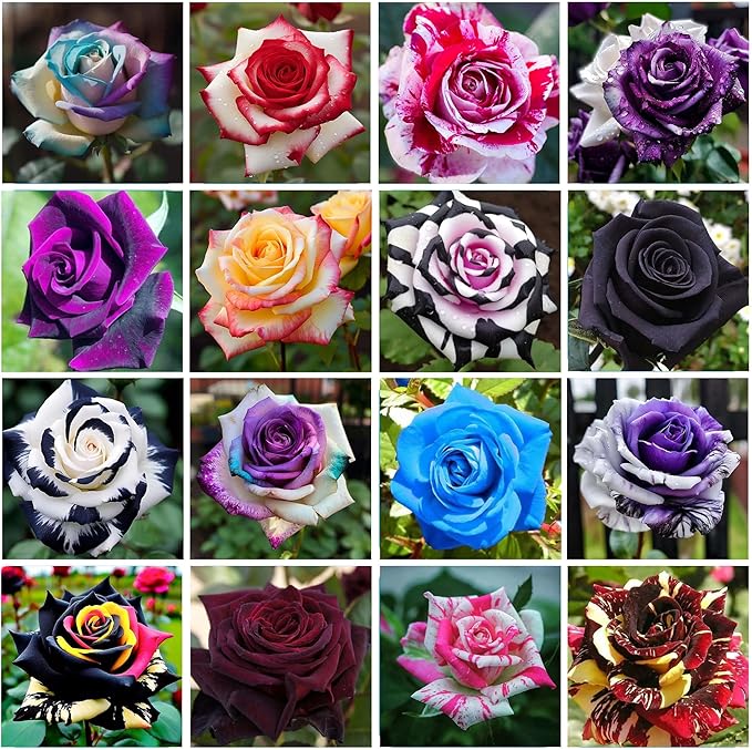 holland rainbow rose rosa spp flower in