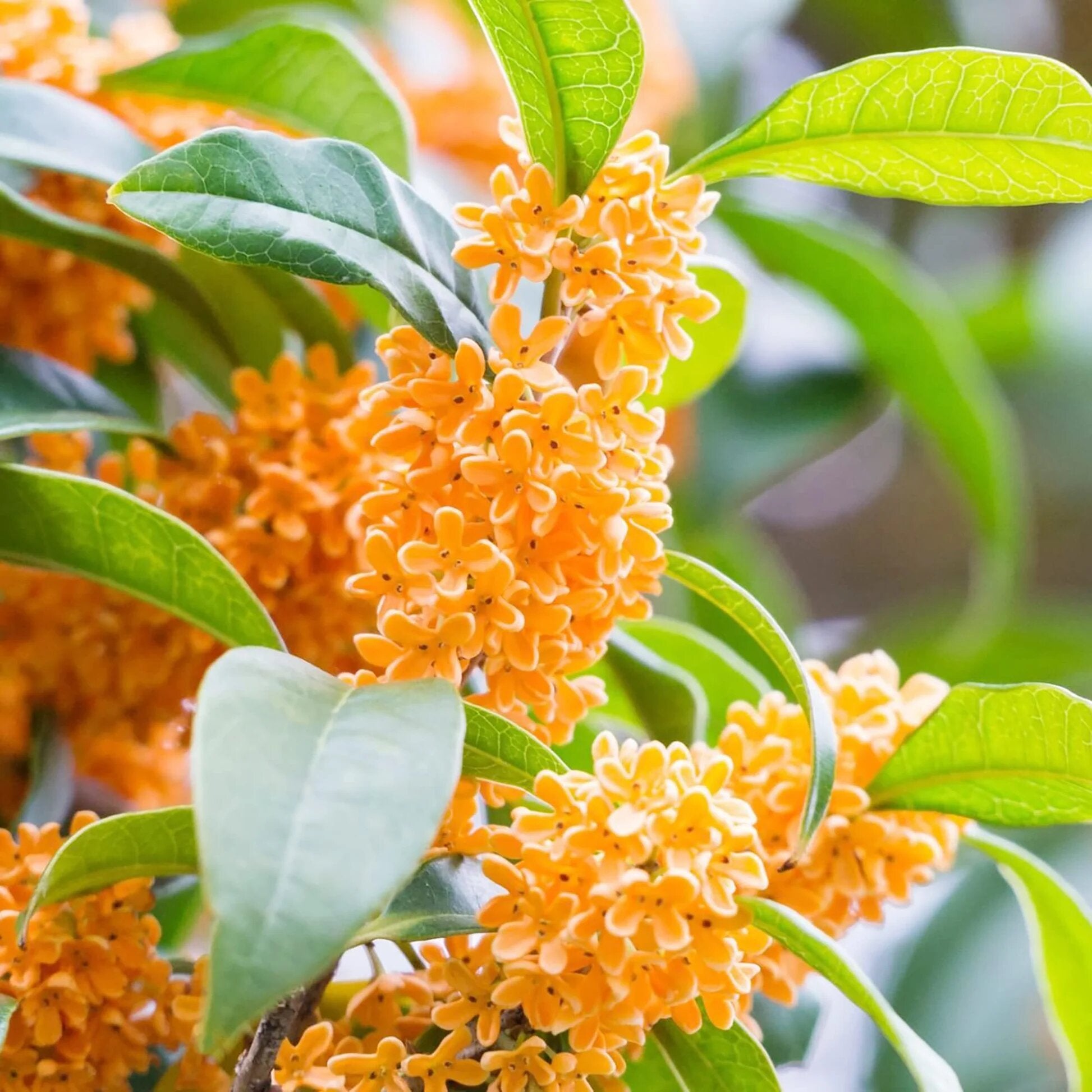 Orange Osmanthus Flower Seeds for Decorative Outdoor Landscapes
