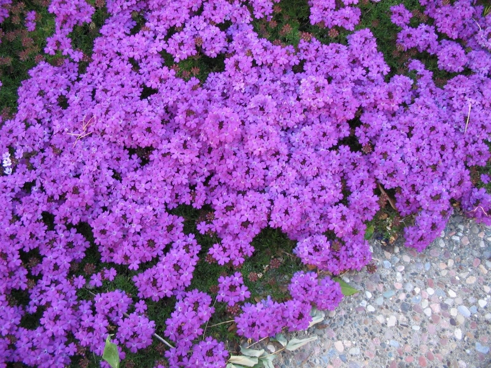Heirloom Semi Venato Verbena Moujean Tea Purpletop Flowers Garden Tea Uses Flower Seeds