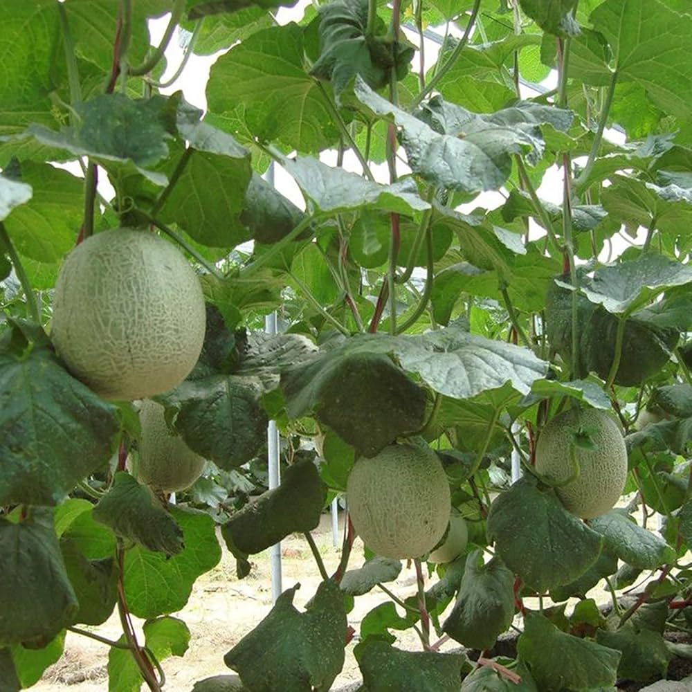 Hami Melon Cucumis Melo Vegetable