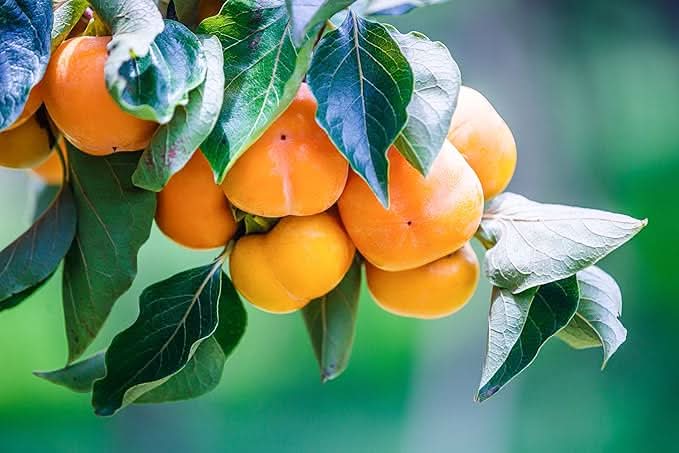 american persimmons fruit tree for planting sweet tangy to grow at home Fruit seeds