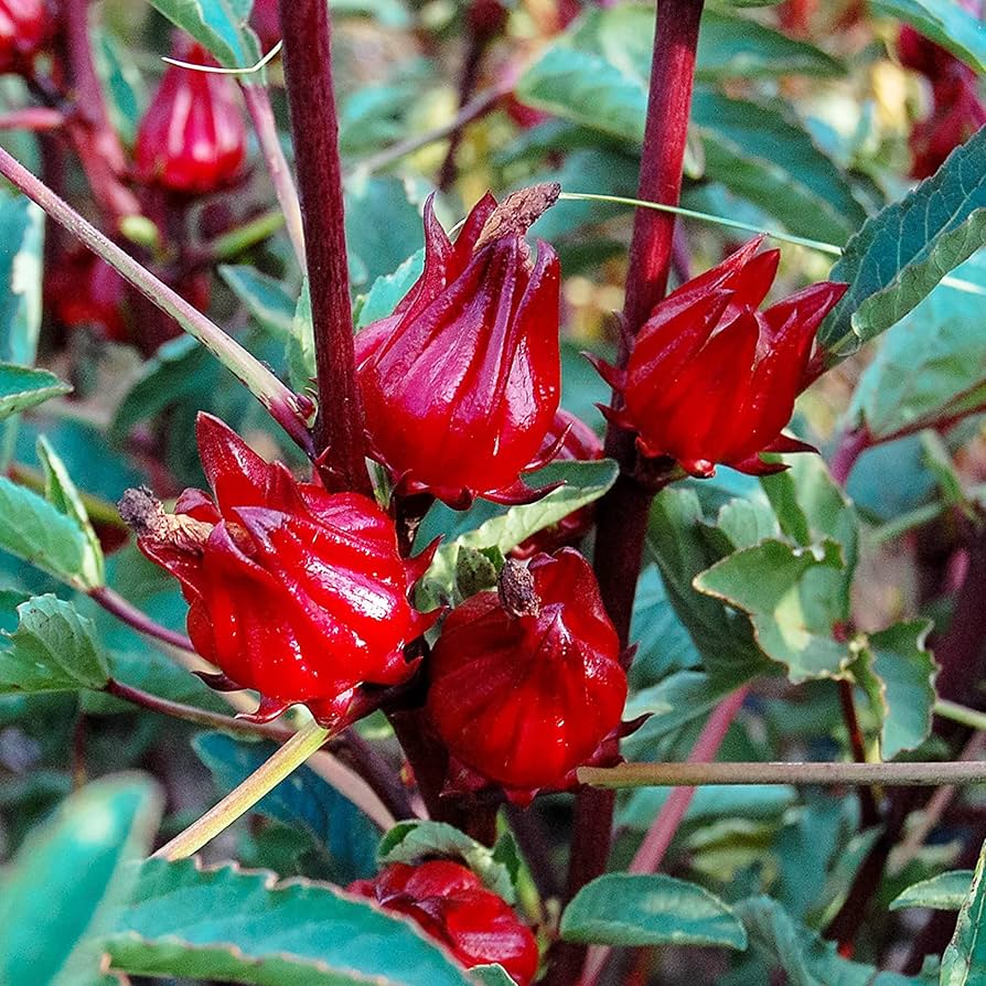Florida Cranberry Vaccinium Vitis Idaea