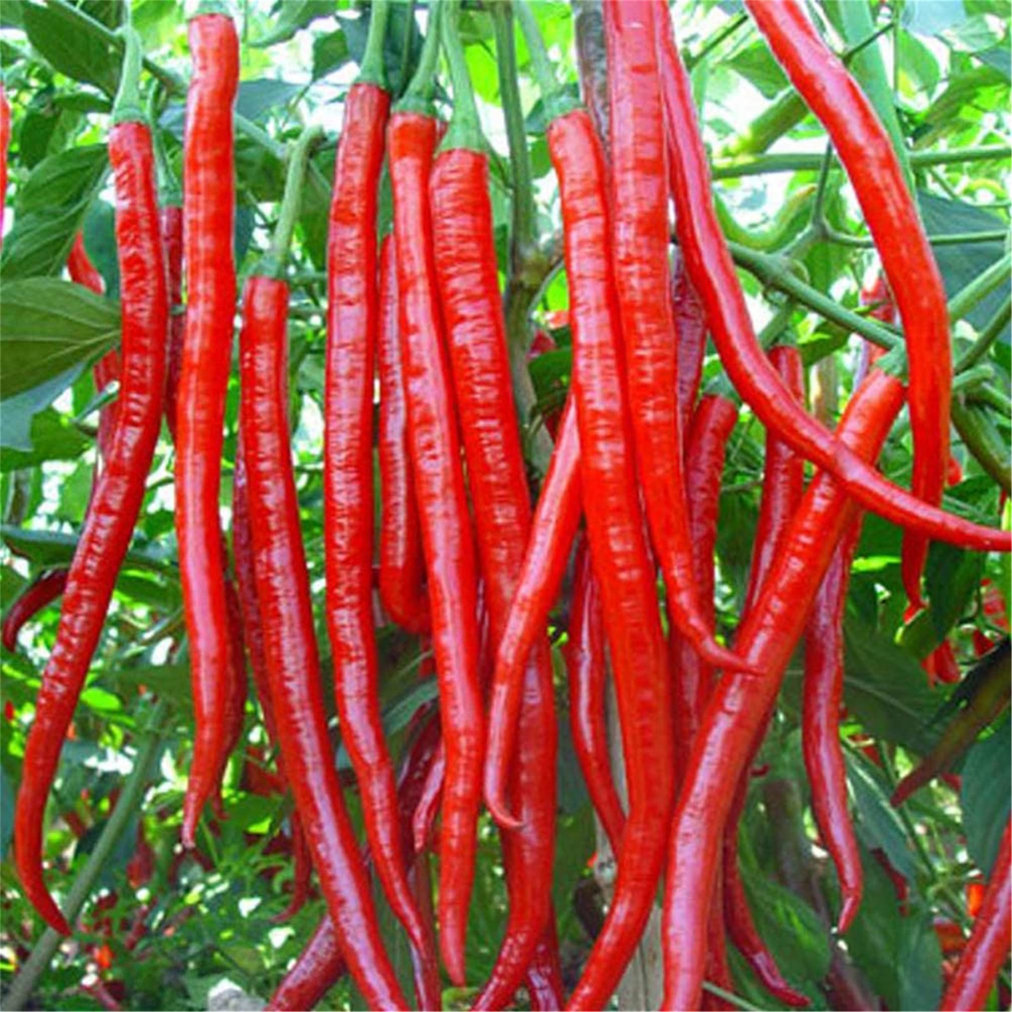 cayenne long red hot pepper spicy seeds