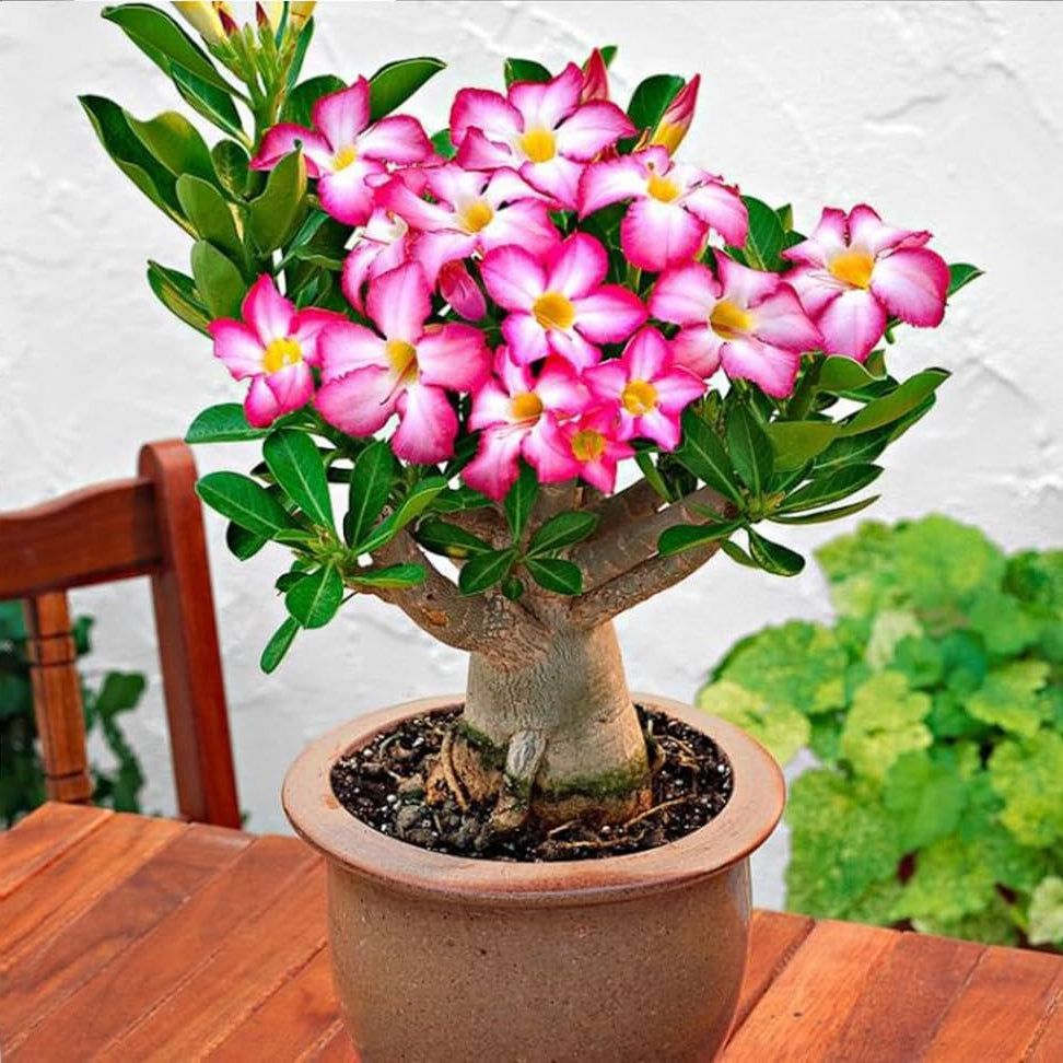Yellow Heaven Desert Rose