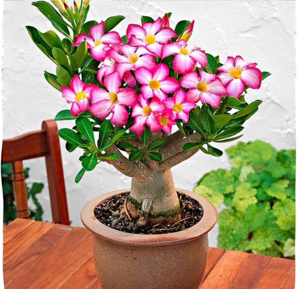 Red White Junsawai Desert Rose