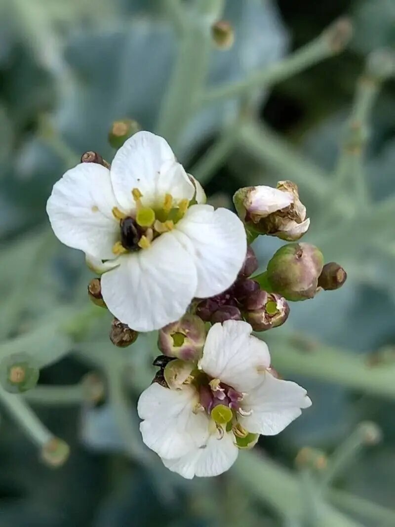 Crambe Flower Seeds - Heirloom Non GMO High Germination Premium Garden Seeds for Planting