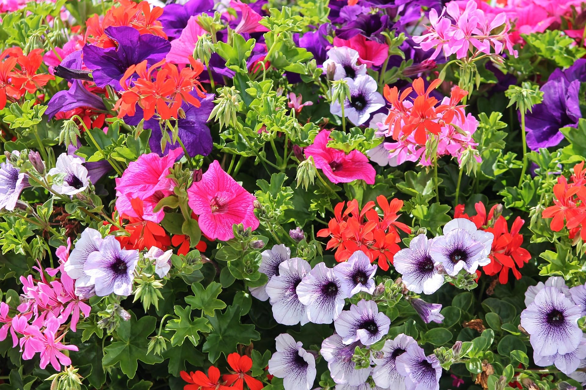 Petunia Flower Multi Color Fresh