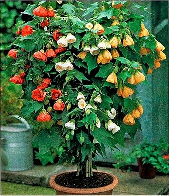 Abutilon Flower Seeds - Heirloom Non GMO High Germination Garden Planting Seeds