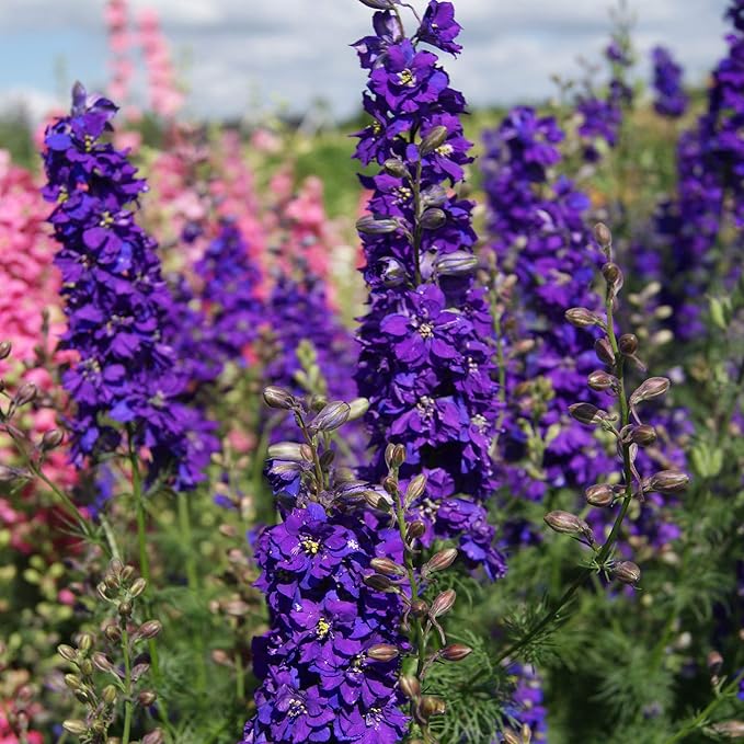 Delphinium Elatum Delphina Rose Flower